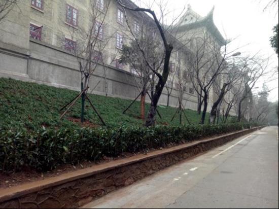 改造后的武汉大学樱花大道。